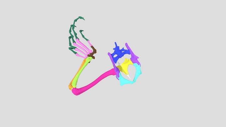 Iguana Pelvic Girdle and Hindlimb Anatomy 3D Model