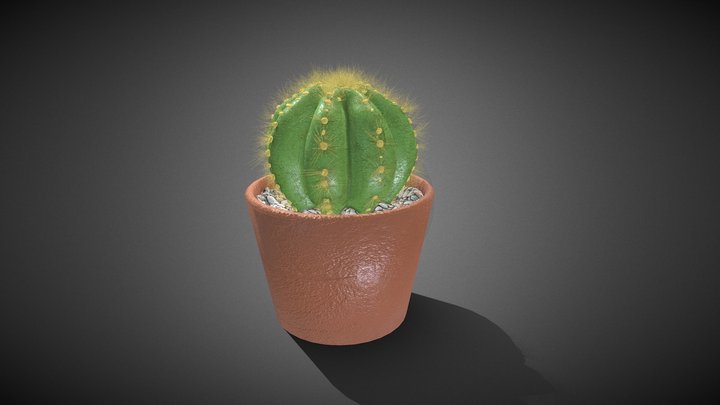 Ball Cactus 3D Model