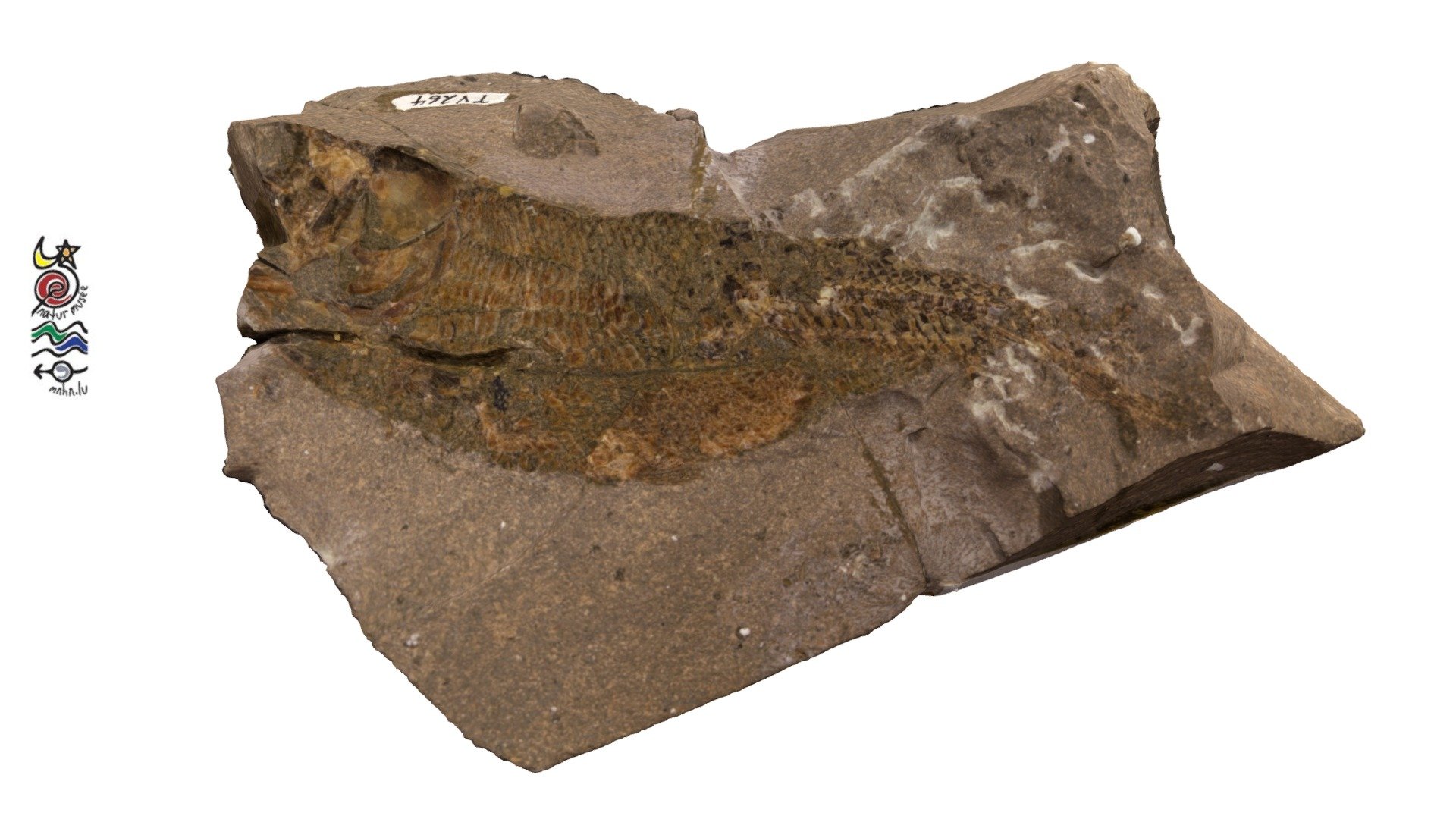 Pholidophorus sp. TV264 — Sketchfab embed 3D viewer