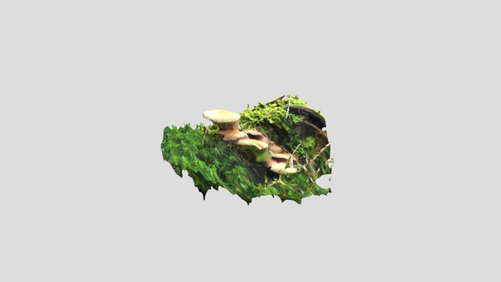 Zwammen 3D Model