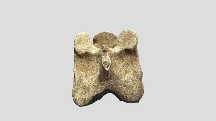 Vertèbre de bovidé 3D Model