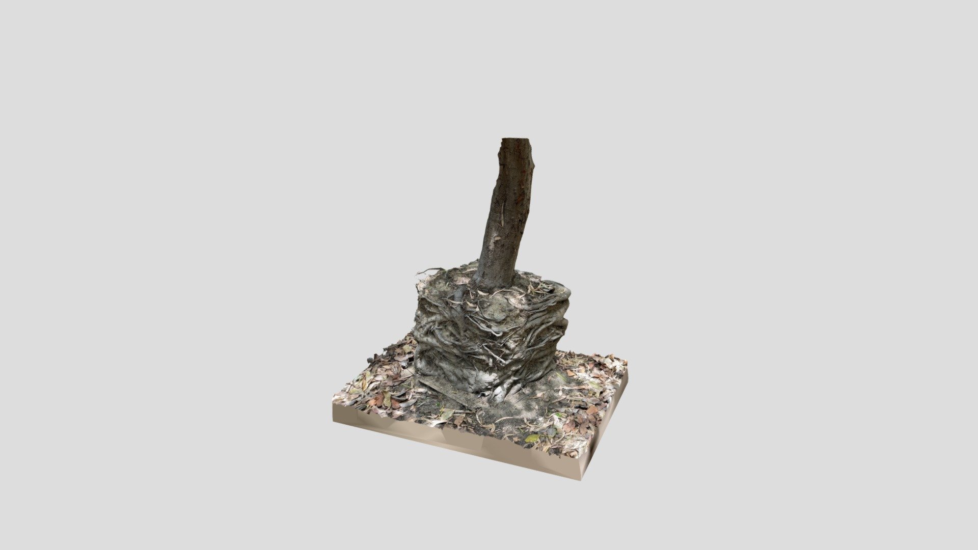 Box Roots Tree 8