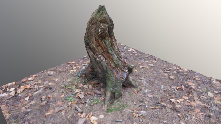 Pine stump 3D Model