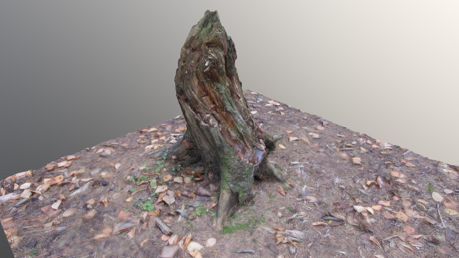 Pine stump