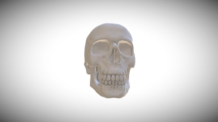 Skull V1 3D Model