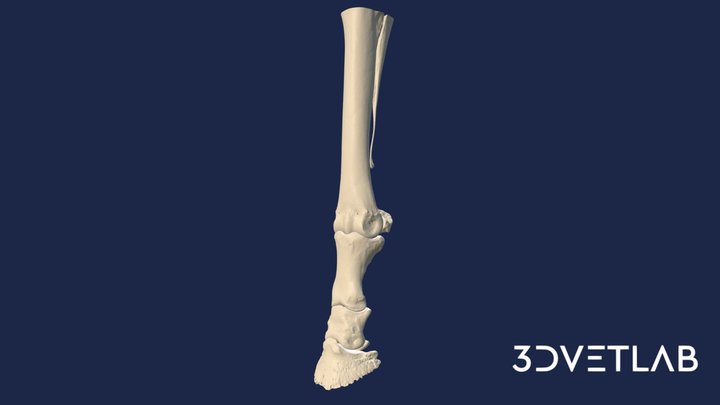 Hind limb of a horse 3D Model