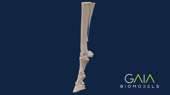 Hind limb - HORSE 3D Model