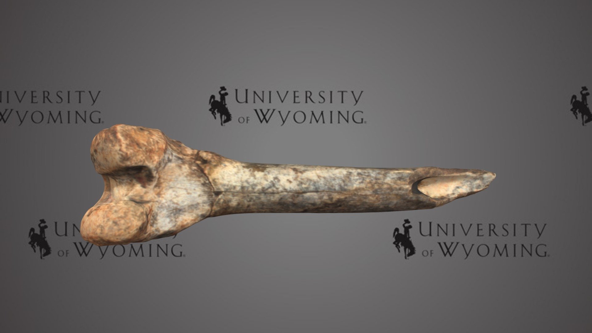 UW 50863- Miracinonyx trumani, Left Distal Femur