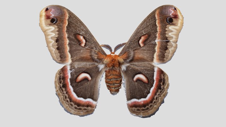YPM ENT.403437 Moth, Hyalophora cecropia – Kostenloses 3D-Modell STL