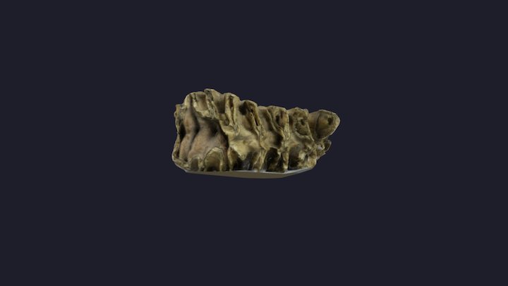 Mammoth molar #2 3D Model
