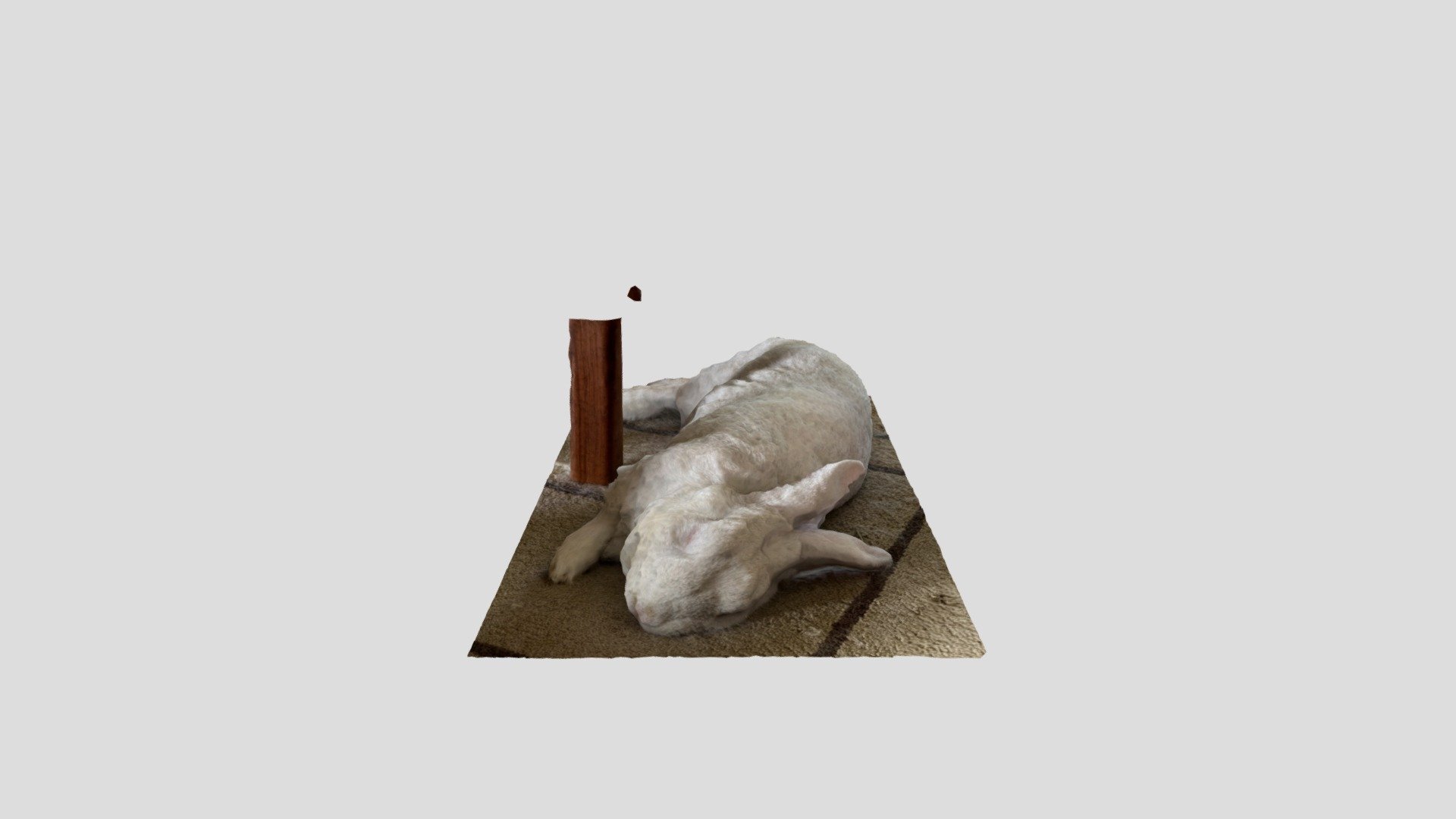 Bunny rabbit dreaming