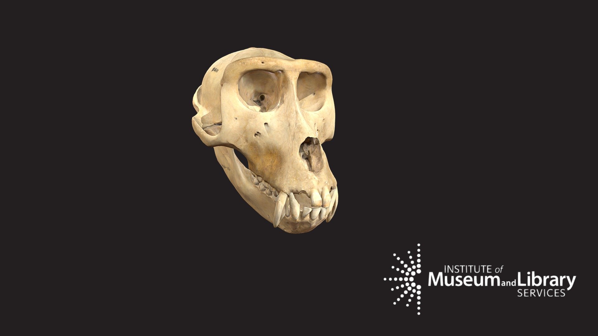 HTB 1211, Moor Macaque Skull - 3D model by Cleveland Museum of Natural ...