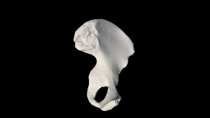 Human Pelvis
