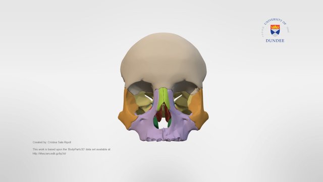Bones of the orbit including palatine bones 3D Model