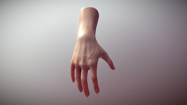 Hand Study 3D Model