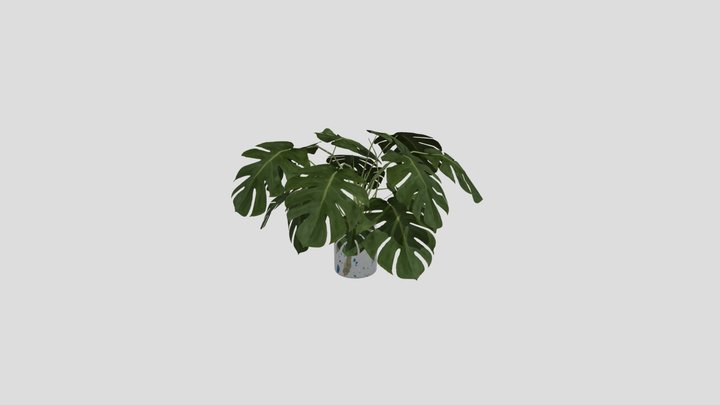 MONSTERA 2 LOW POLY 3D Model