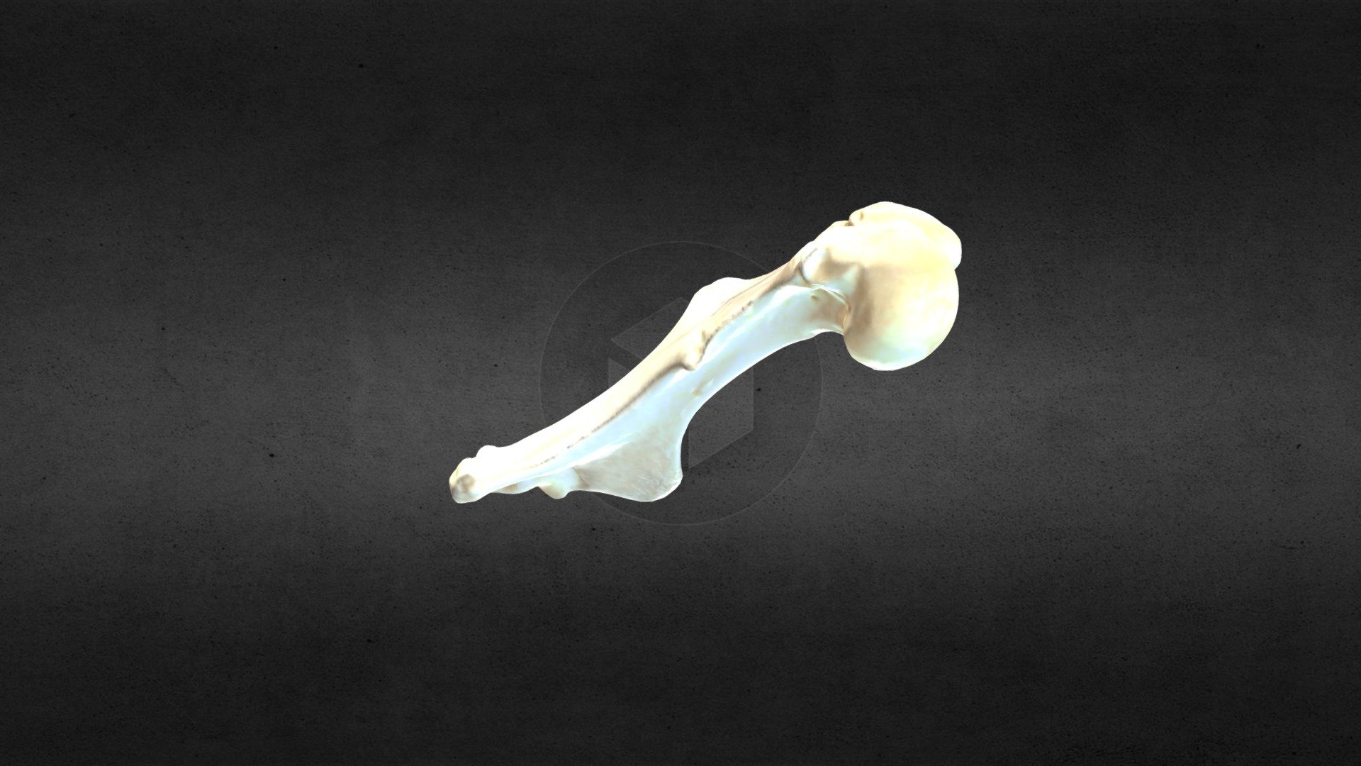MSCC026 Castor canadensis Right Humerus