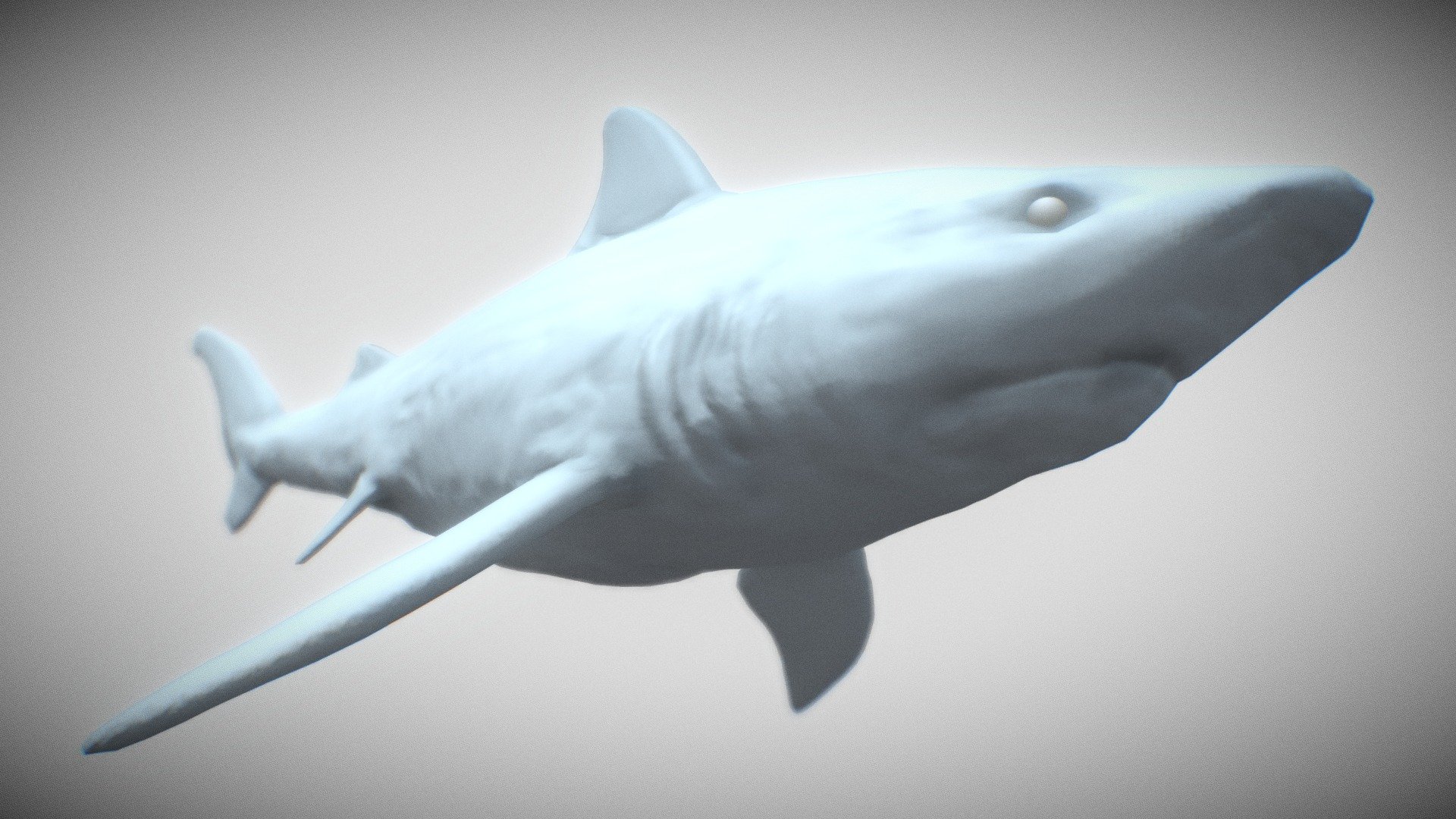 Tiger Shark — Sketchfab embed 3D viewer