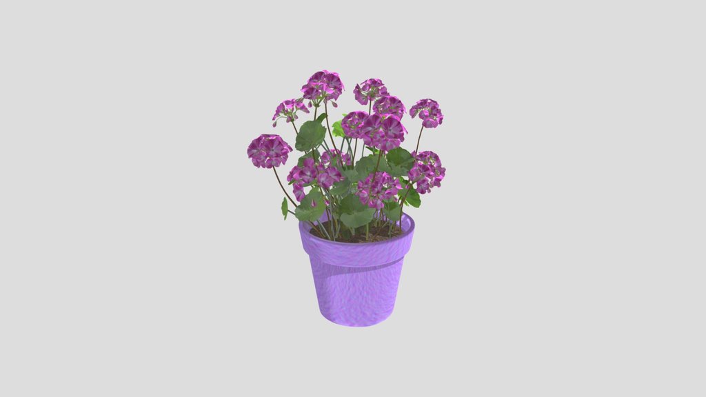 Pink Geranium