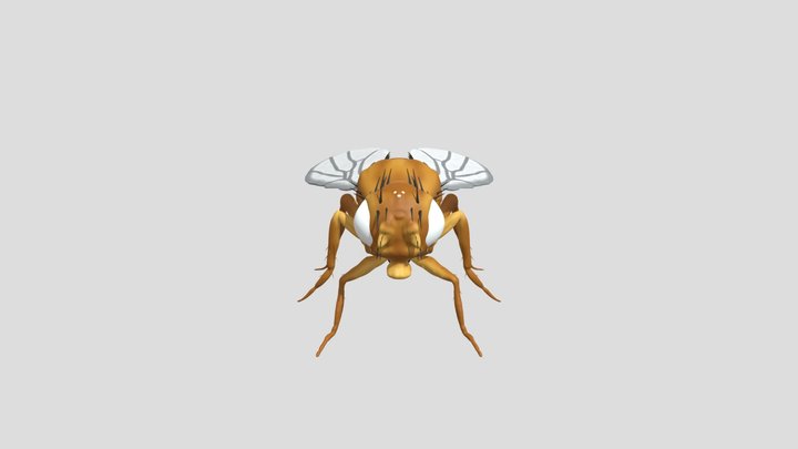 White Eyed Male Drosophila Melanogaster 3D Model
