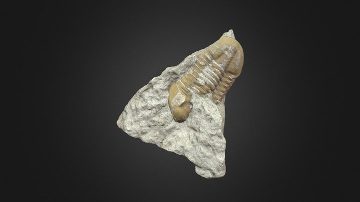 Trilobite Fossil Photogrammetry Scan 3D Model
