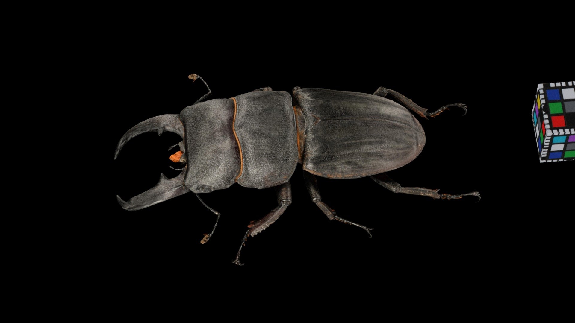 ヒラタクワガタ ♂M Hirata Stag Beetle, Dorcus titanus