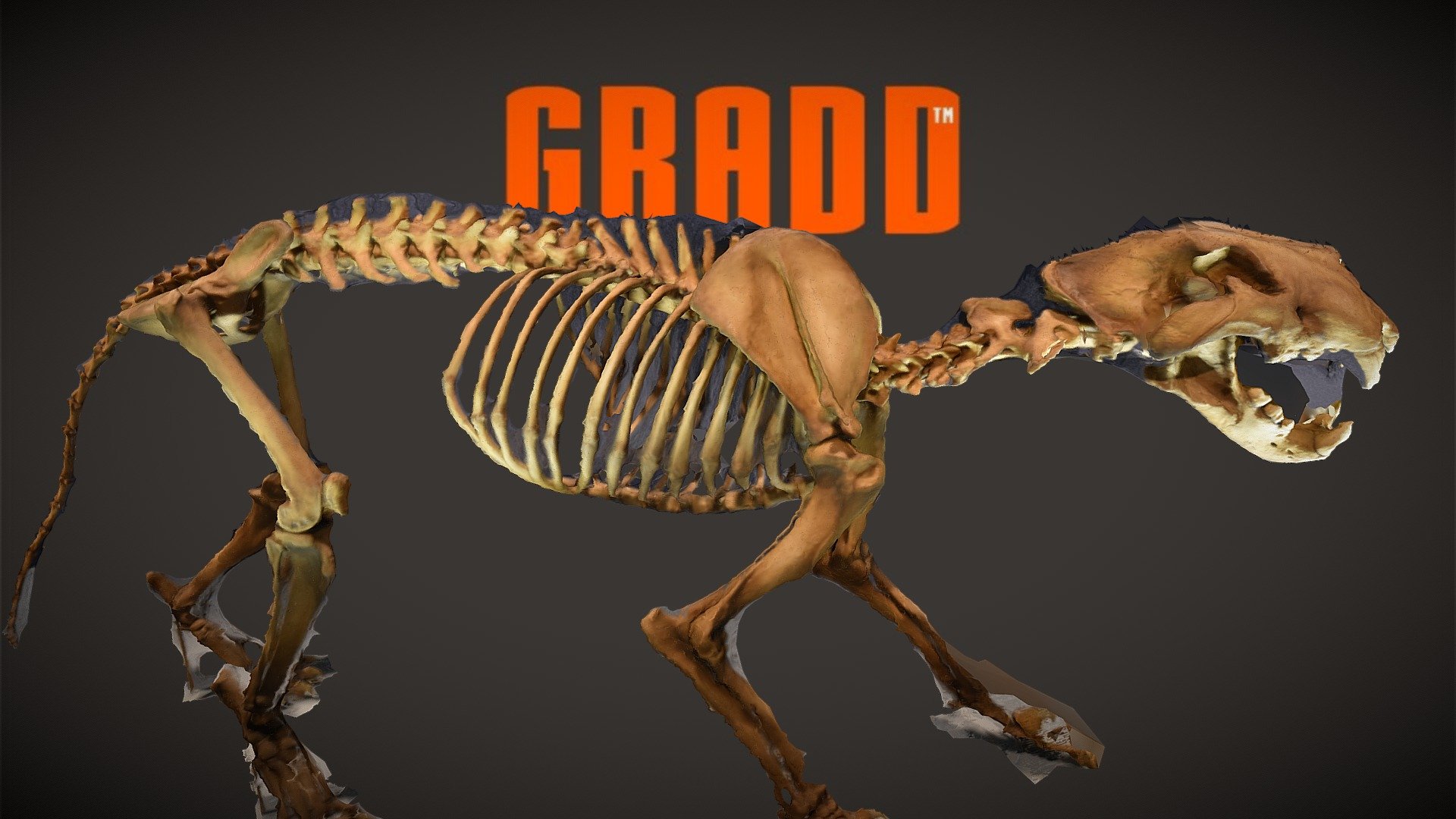 GRADD 3D Model of Dinosaur From Canada