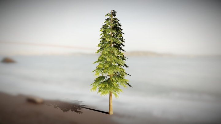Realistic Pine Tree Model vol.3 3D Model