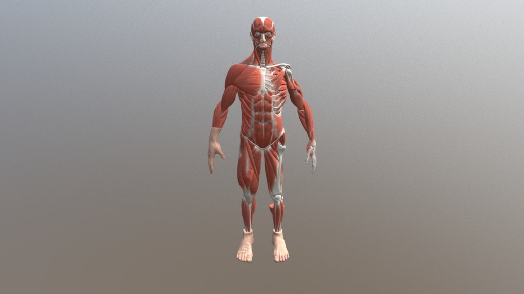 Muscles (lower leg) - 3D model by acpe [4d8f2e3] - Sketchfab