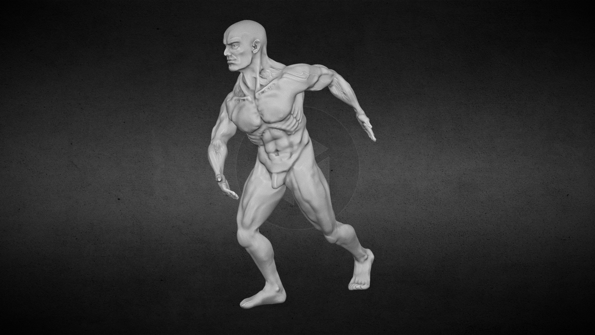 Male body study