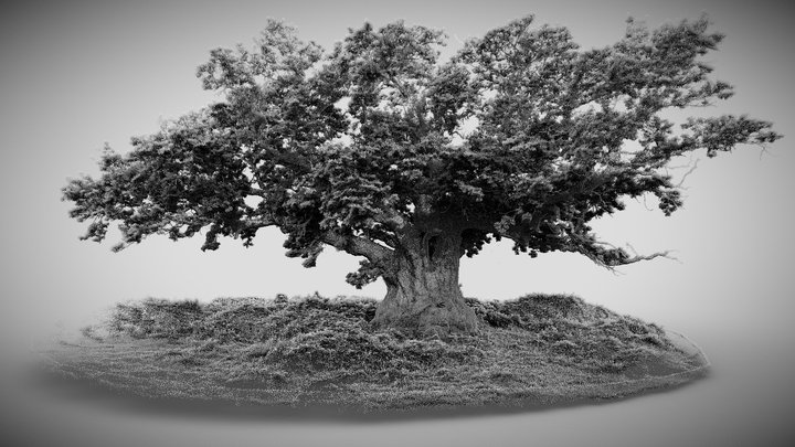Signing Oak, Windsor Great Park 3D Model