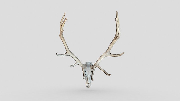 Elk skull – Free 3D Model STL