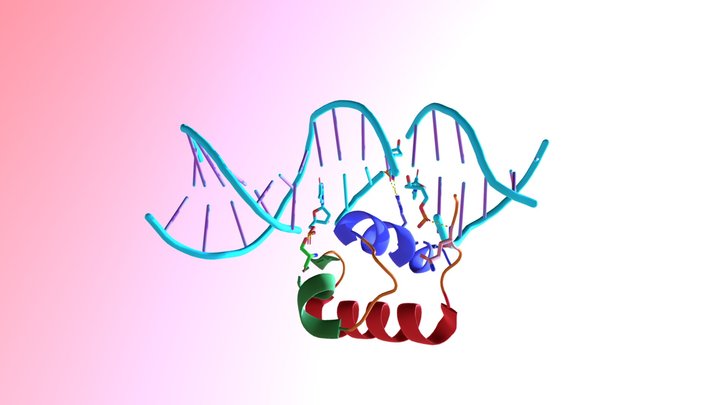 hTRF1 DNA Binding Domain 3D Model