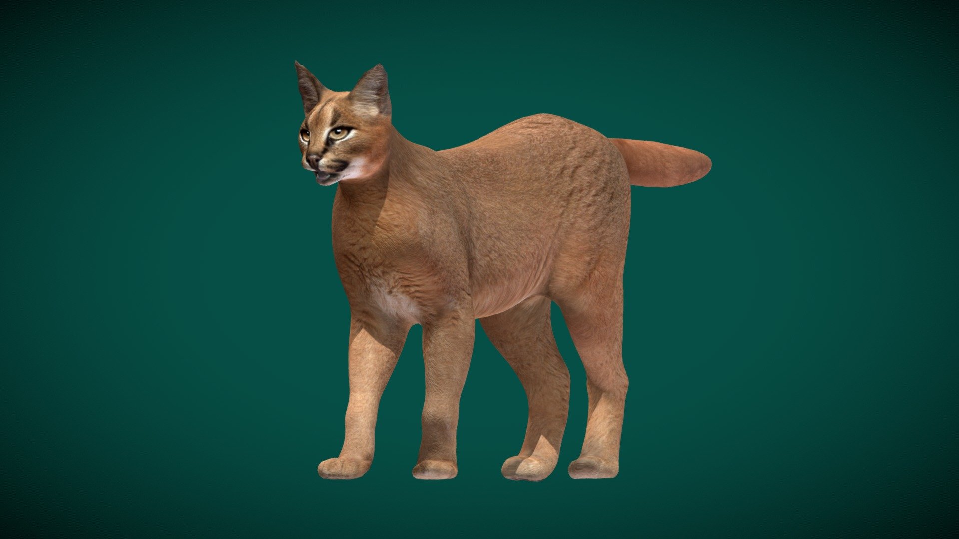 Caracal Cat (Game Ready) - Buy Royalty Free 3D model by Nyilonelycompany  [4da7310] - Sketchfab Store