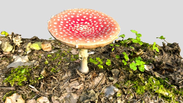 Mushroom Fly Agaric Forest photoscan 3D Model