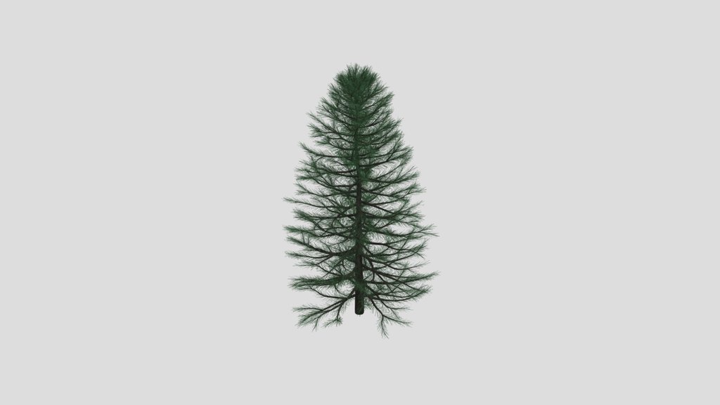 Pine Tree