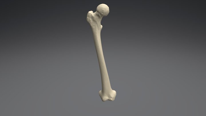 Fémur Derecho 3D Model