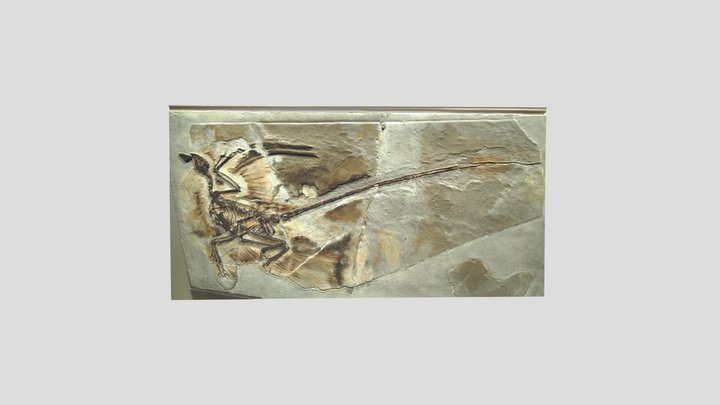 Microraptor Fossil 3D Model