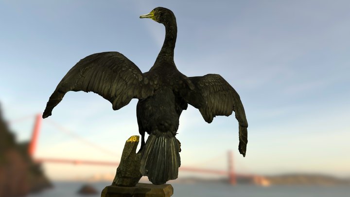 Большой баклан | Great cormorant (with sound) – Kostenloses 3D-Modell STL