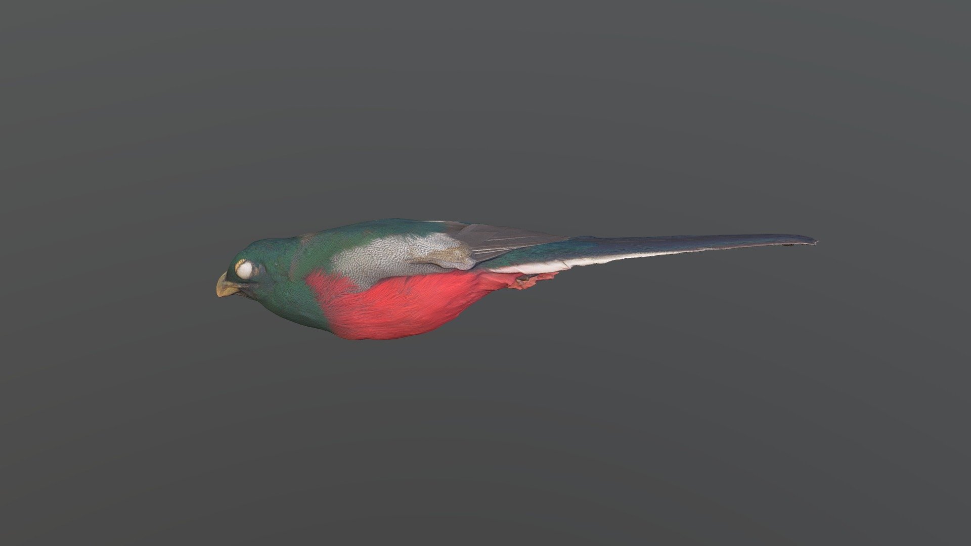 Narina Trogon - Apaloderma narina narina