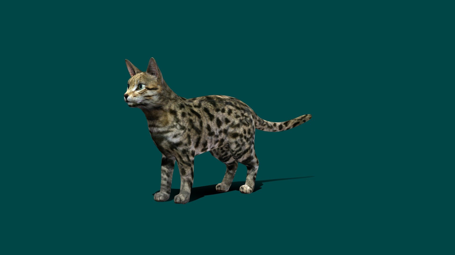Black footed Cat — Sketchfab embed 3D viewer