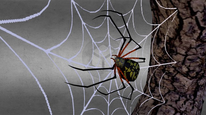 Spider 3D Model