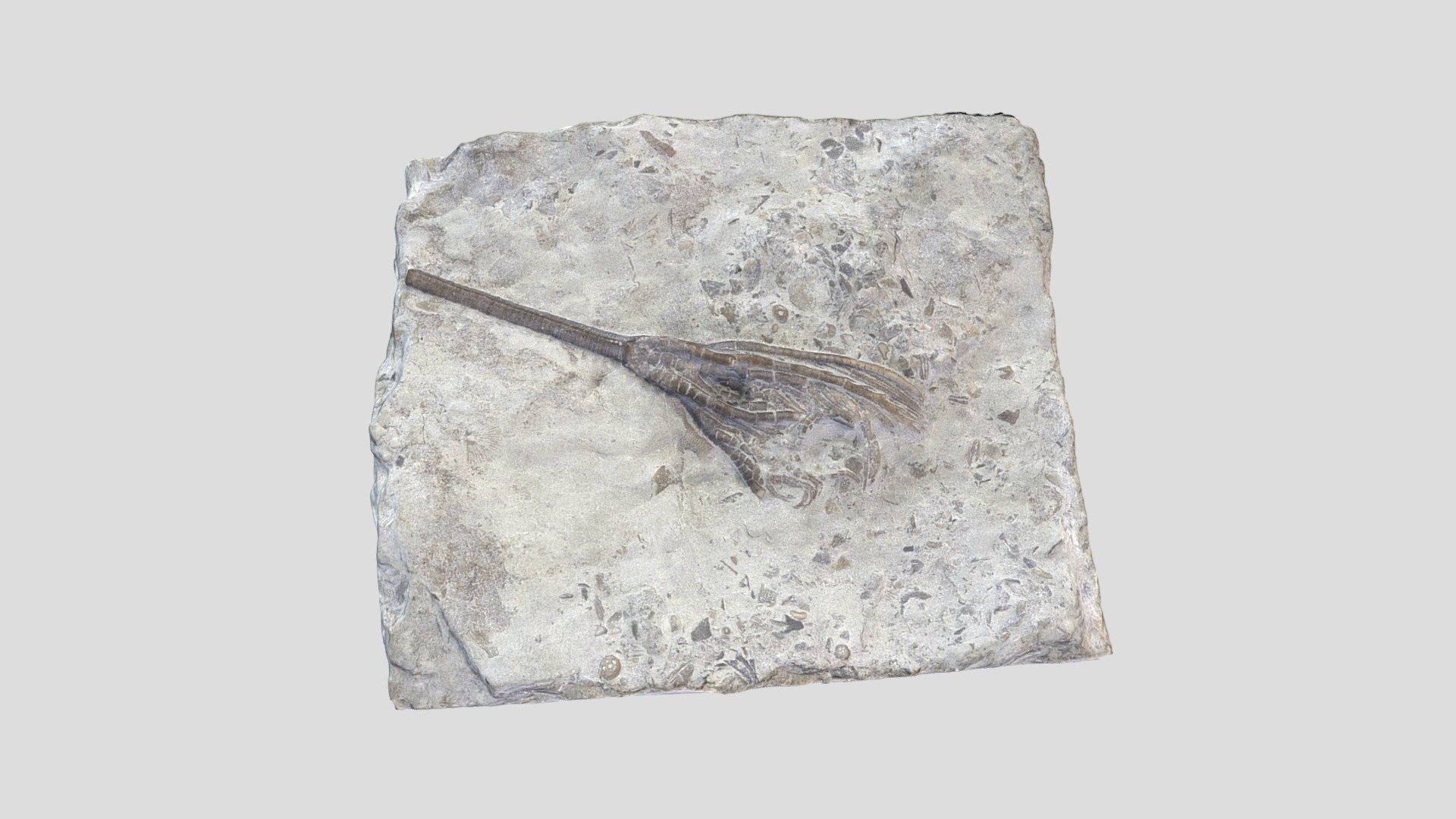 Unknown Fossil