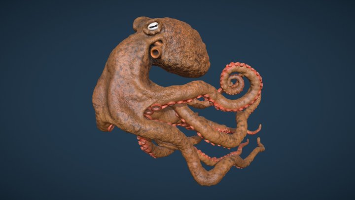 Giant Pacific Octopus 3D Model