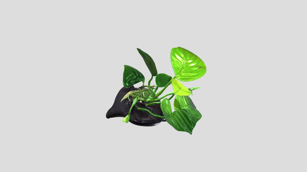 Aquariumplants like Anubia Barteri