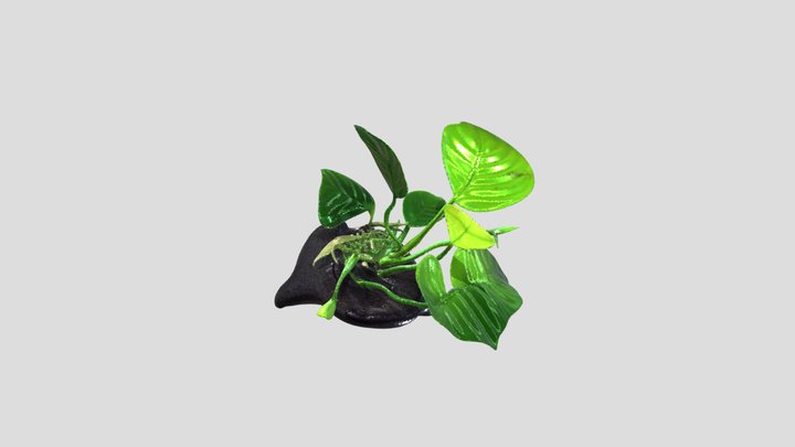 Aquariumplants like Anubia Barteri – Modello 3D gratuito STL