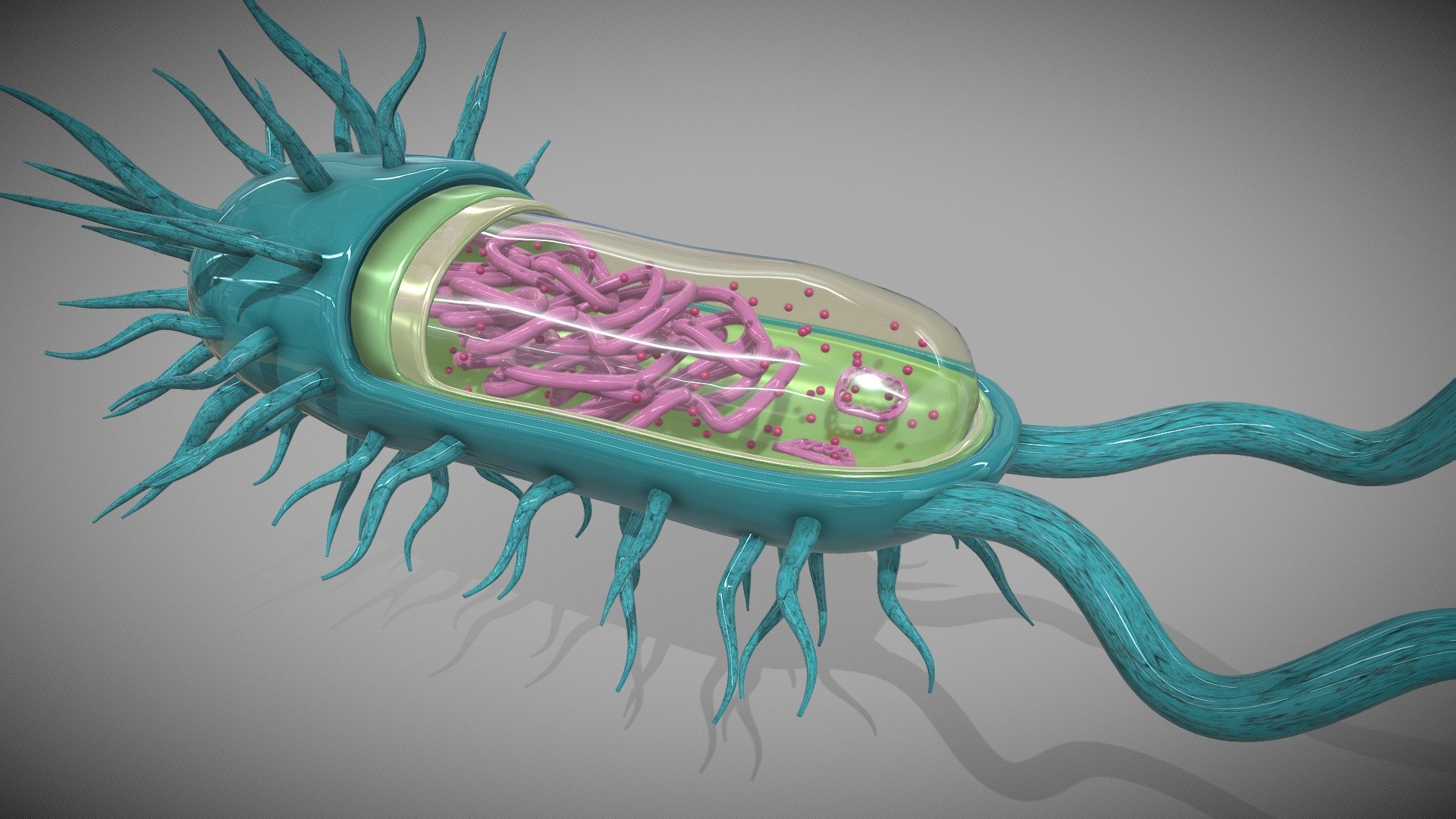 Bacteria Cell - 3D model by AMSEL-Publishing (@AMSEL-Publishing