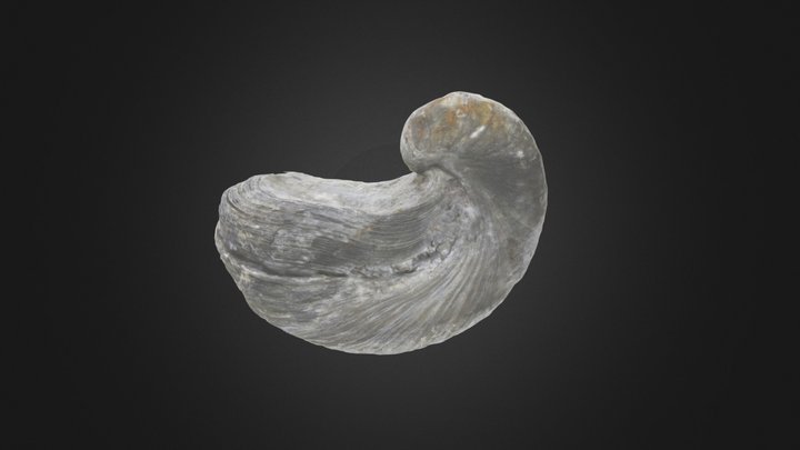 Bivalve: Gryphaea arcuata (PRI 50593) – Modelo 3D gratuito STL