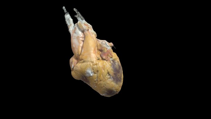 Fresh Human Heart #0614 3D Model