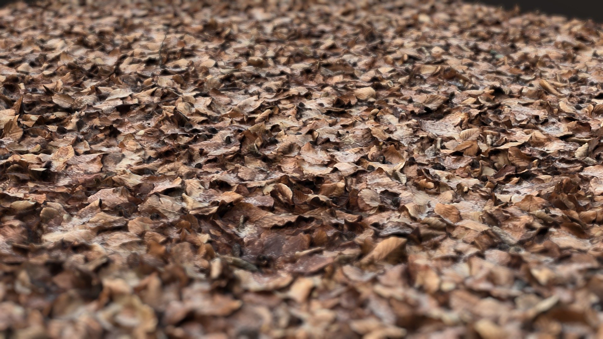 forest-ground-leaves-near-berlin-realityscan-download-free-3d-model
